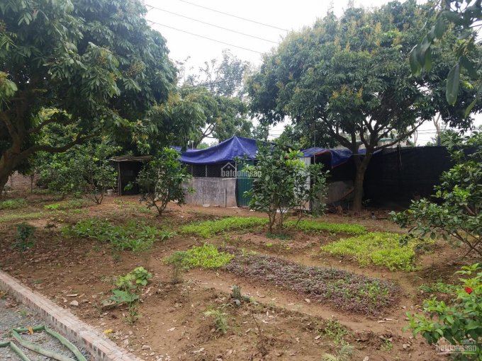 Bán trang trại S 1088m2 tại Sài Sơn, Quốc Oai, có nhà, khuôn viên đẹp bể bơi, cây ăn quả. Giá 3 tỷ