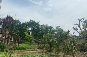 Xã Tân Châu - huyện Khoái Châu - Hưng Yên cần bán nhanh mảnh đất diện tích 512m2 giá 25.5tr/m2