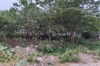 Chính chủ bán đất nuôi trồng thuỷ sản nằm gần trục đường lớn tại huyện Thanh Oai, giá rẻ