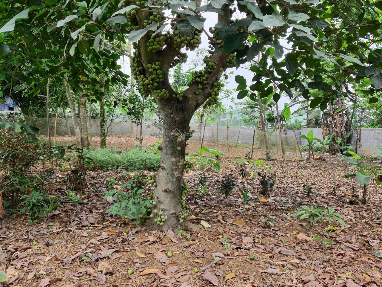 Bán đất Lương Sơn, tặng cây sung 50 năm tuổi. 1036m2 có 160m thổ cư, Gía 2,3 tỷ cả đất cả cây
