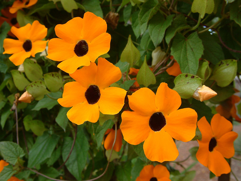 Hoa mắt huyền rất dễ trồng và nhanh ra hoa